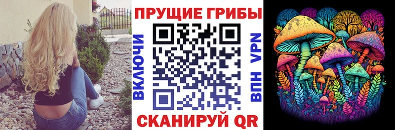 где купить   Торжок  Псилоцибиновые грибы Psilocybine cubensis 